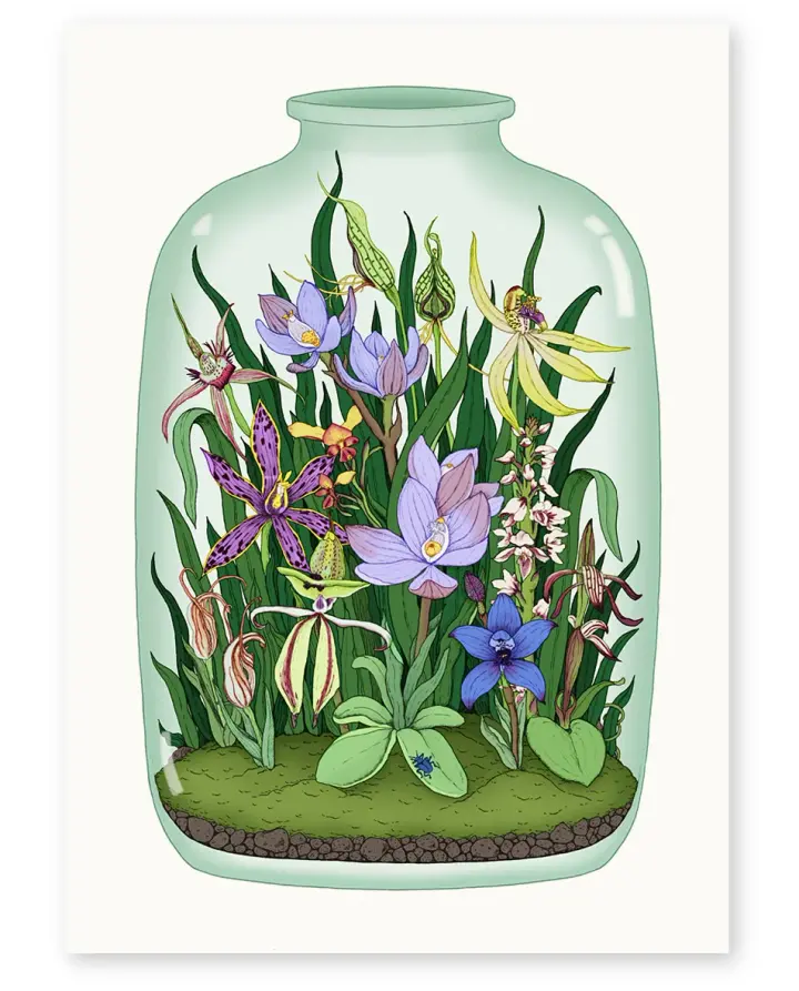 'Western Australia Orchids' Limited Edition Art Print