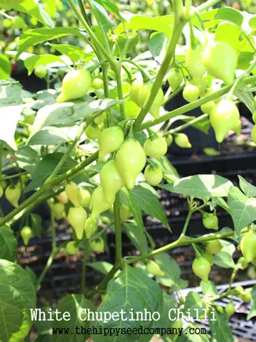 White Chupetinho Chilli