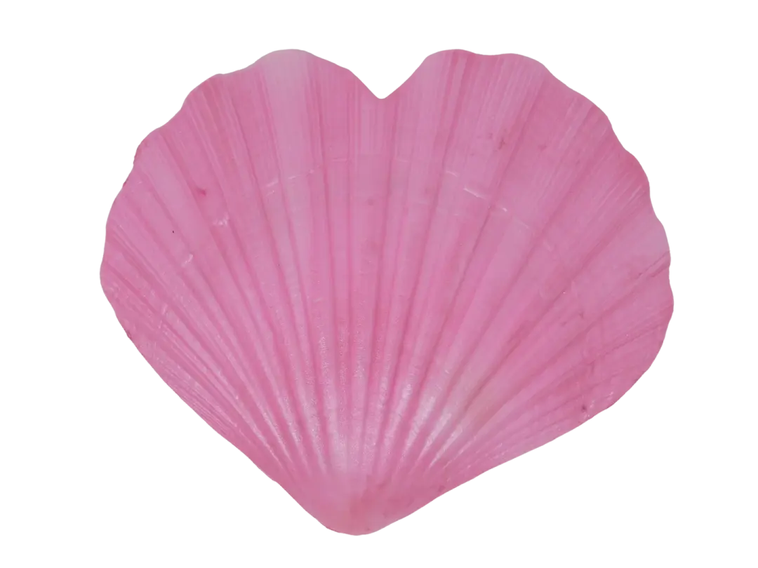 Heart Shaped Shell Trinket Dish
