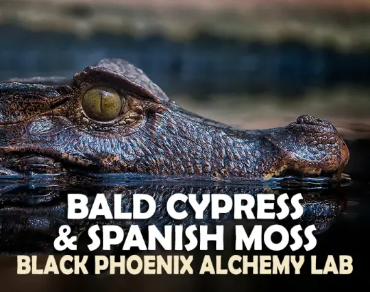 Bald Cypress & Spanish Moss Perfume Oil