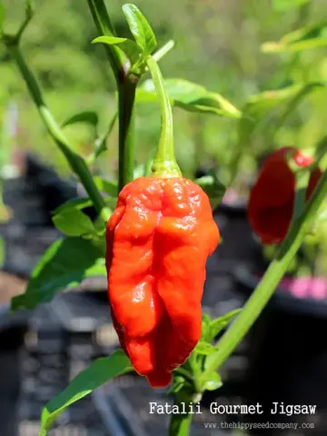 Fatalii Gourmet Jigsaw