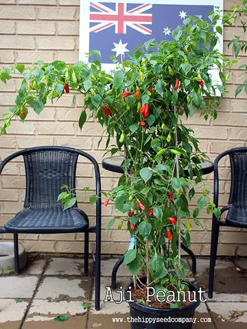 Aji Peanut