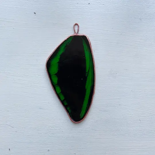 Cairns Birdwing Wing
