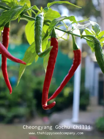 Cheongyang Gochu Chilli