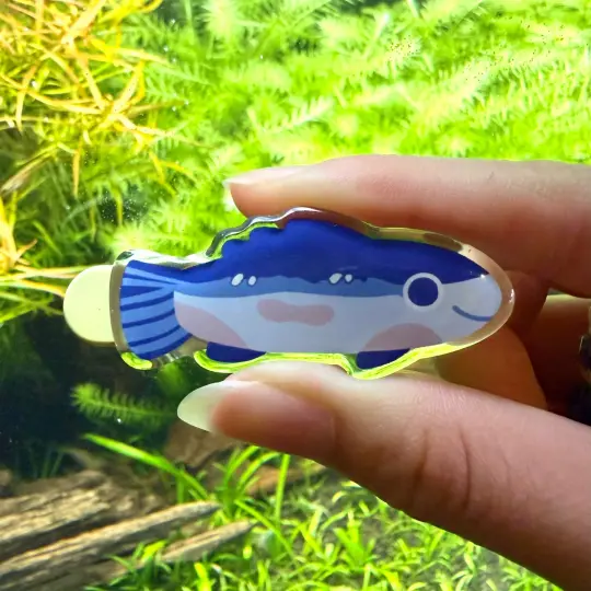 fish clips
