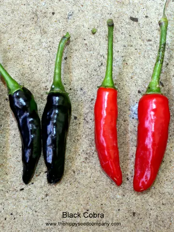 Black Cobra Chilli