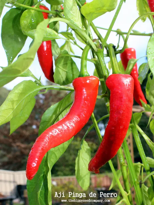 Aji Pinga de Perro