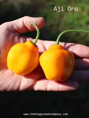 Aji Oro Rocoto