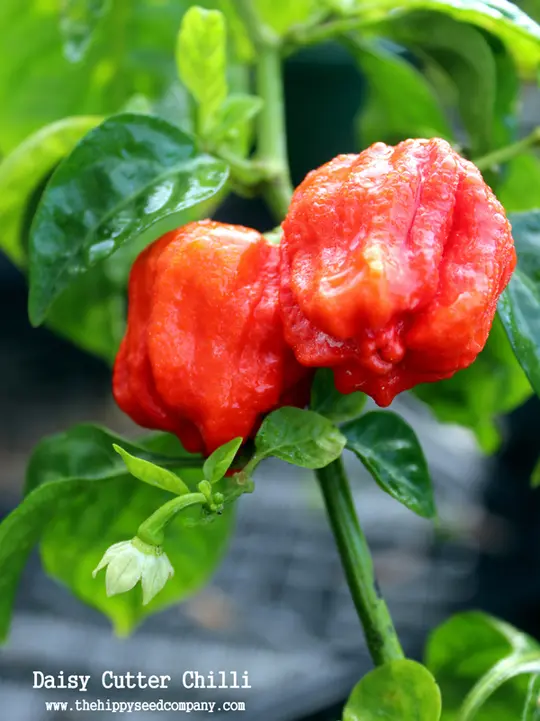 Daisy Cutter Chilli