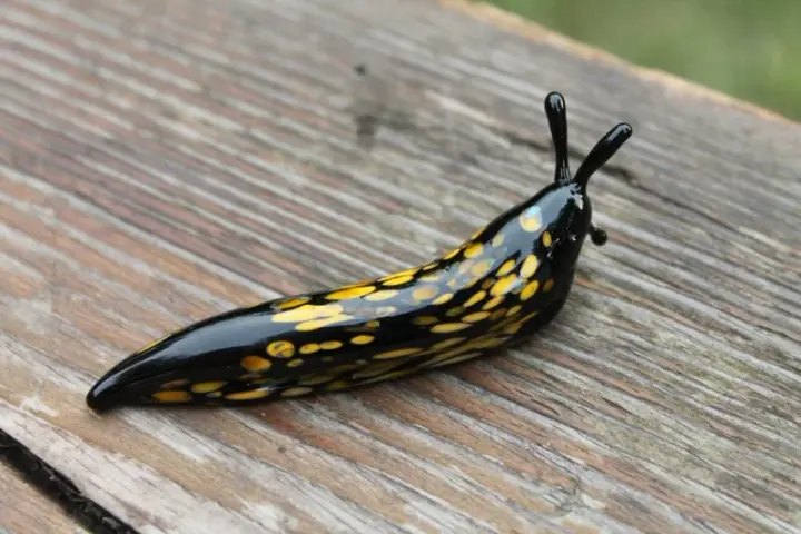 Black And Yellow Murano Glass Slug Figurine For Garden Decor