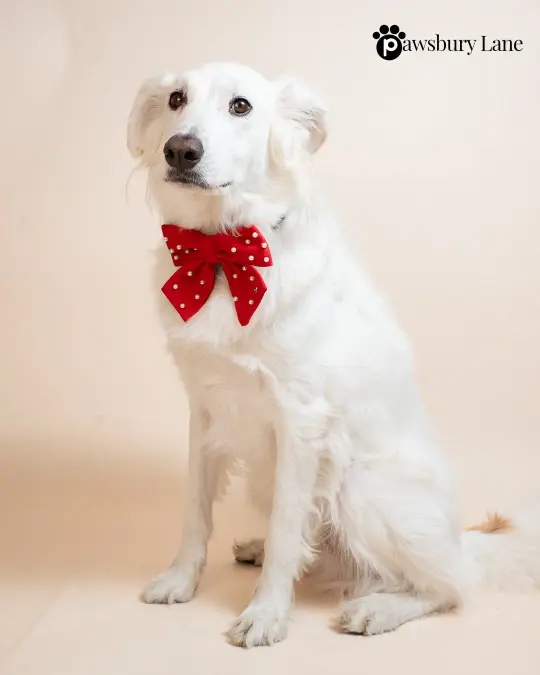 Sugar and Pearls - Holly Red - Pet Sailor Bow