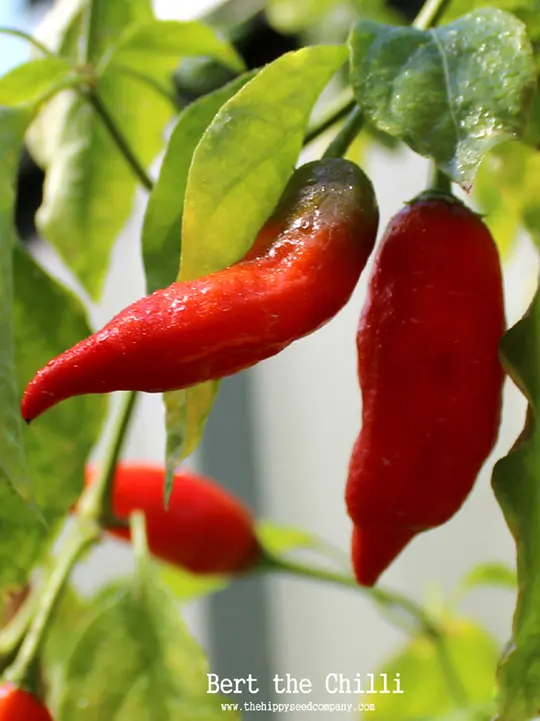 Bert the Chilli