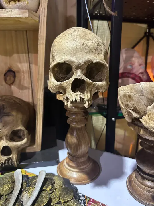 Skull Display