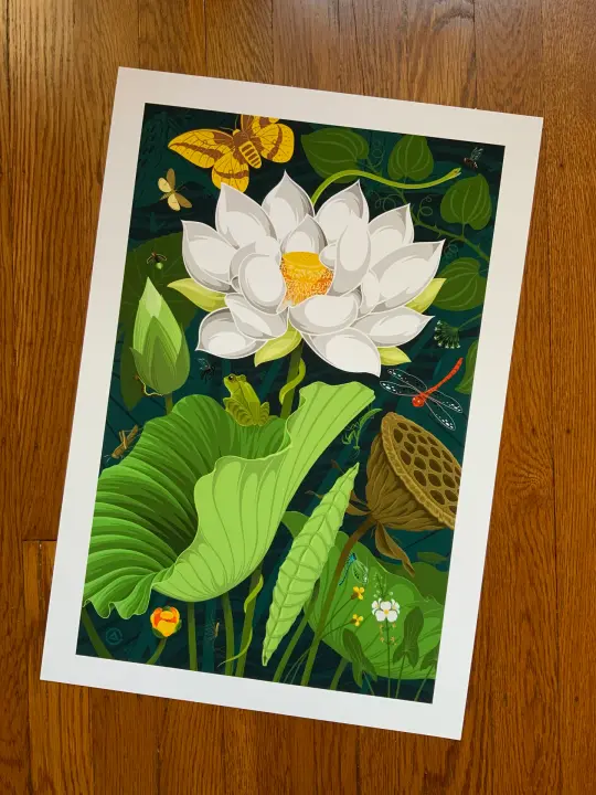 American Lotus