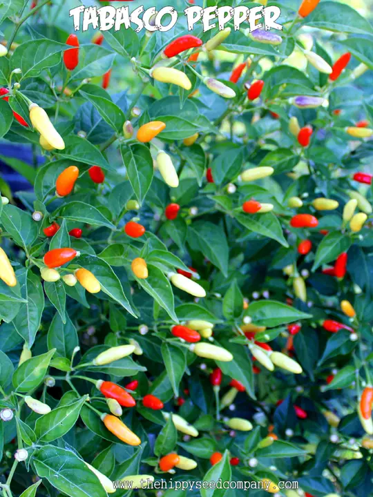 Tabasco Pepper