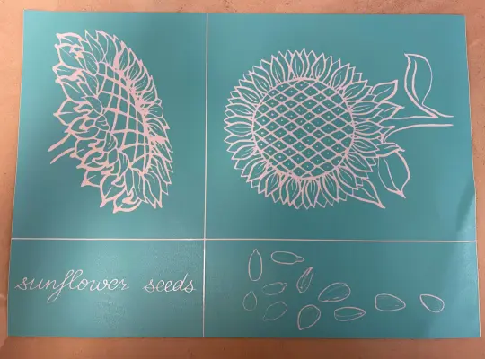 Sunflowers and Seeds 8.5" x 12"