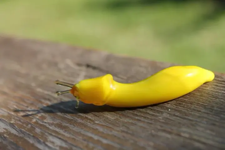 Bright Yellow Glass Slug Figurine – Handmade Miniature Sculpture
