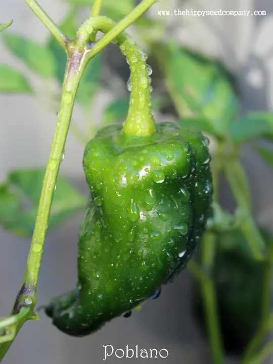 Poblano Chilli