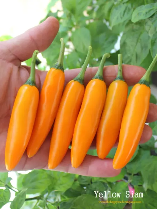 Yellow Siam Chilli