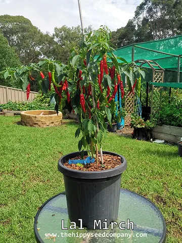 Lal Mirch Chilli