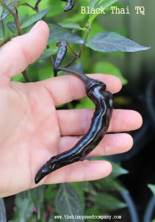 Black Thai TQ