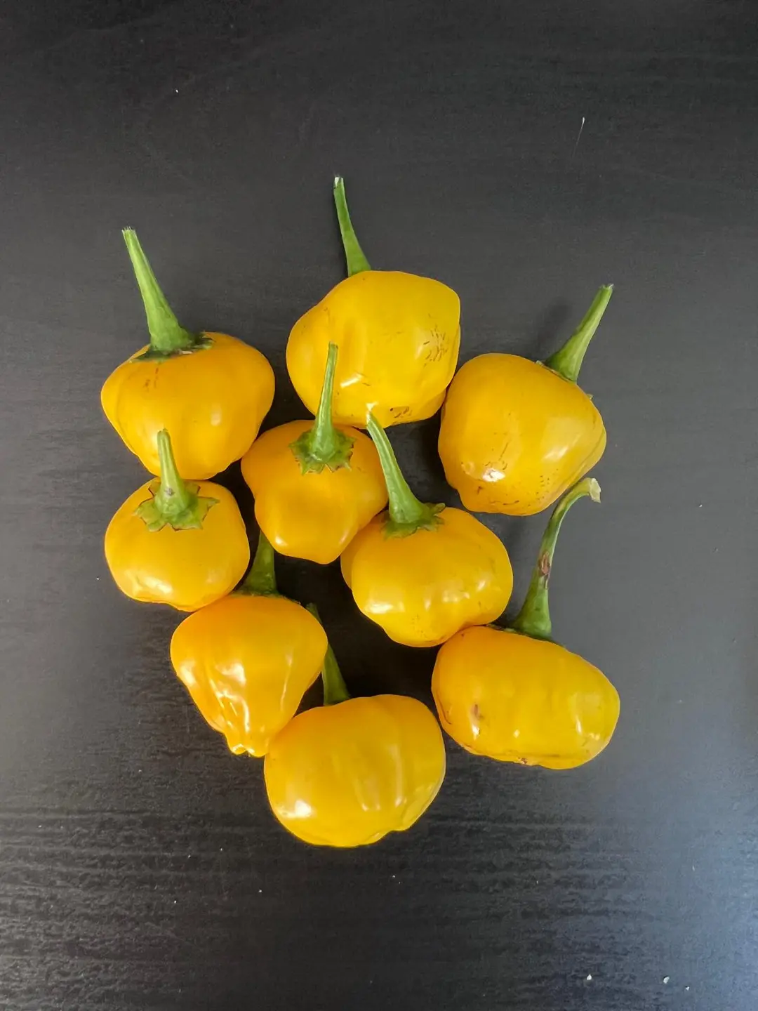 Berry Amarillo chilli pods