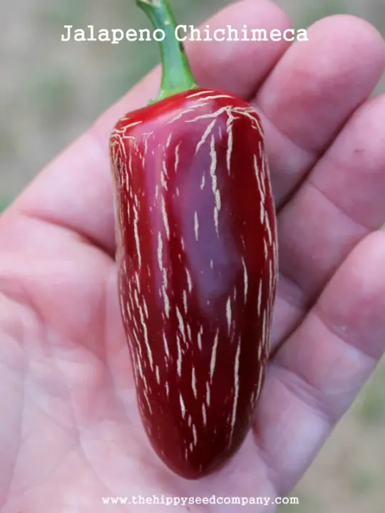 Jalapeno Chichimeca