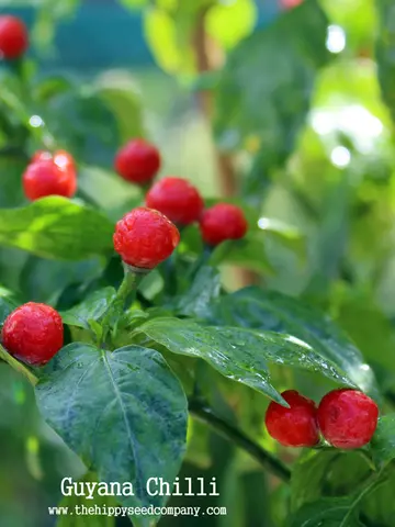 Guyana Chilli