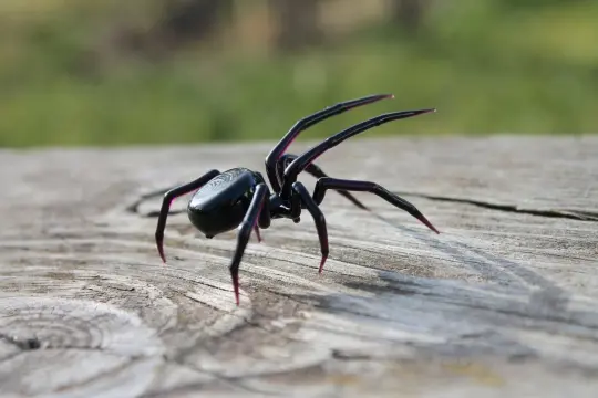 Black Glass Spider Figurine With Magenta Legs – 2.3 Inches Wide Art