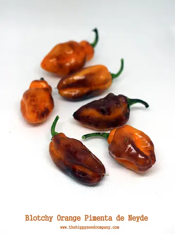 Blotchy Orange Pimenta de Neyde