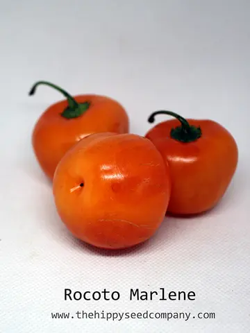 Rocoto Marlene