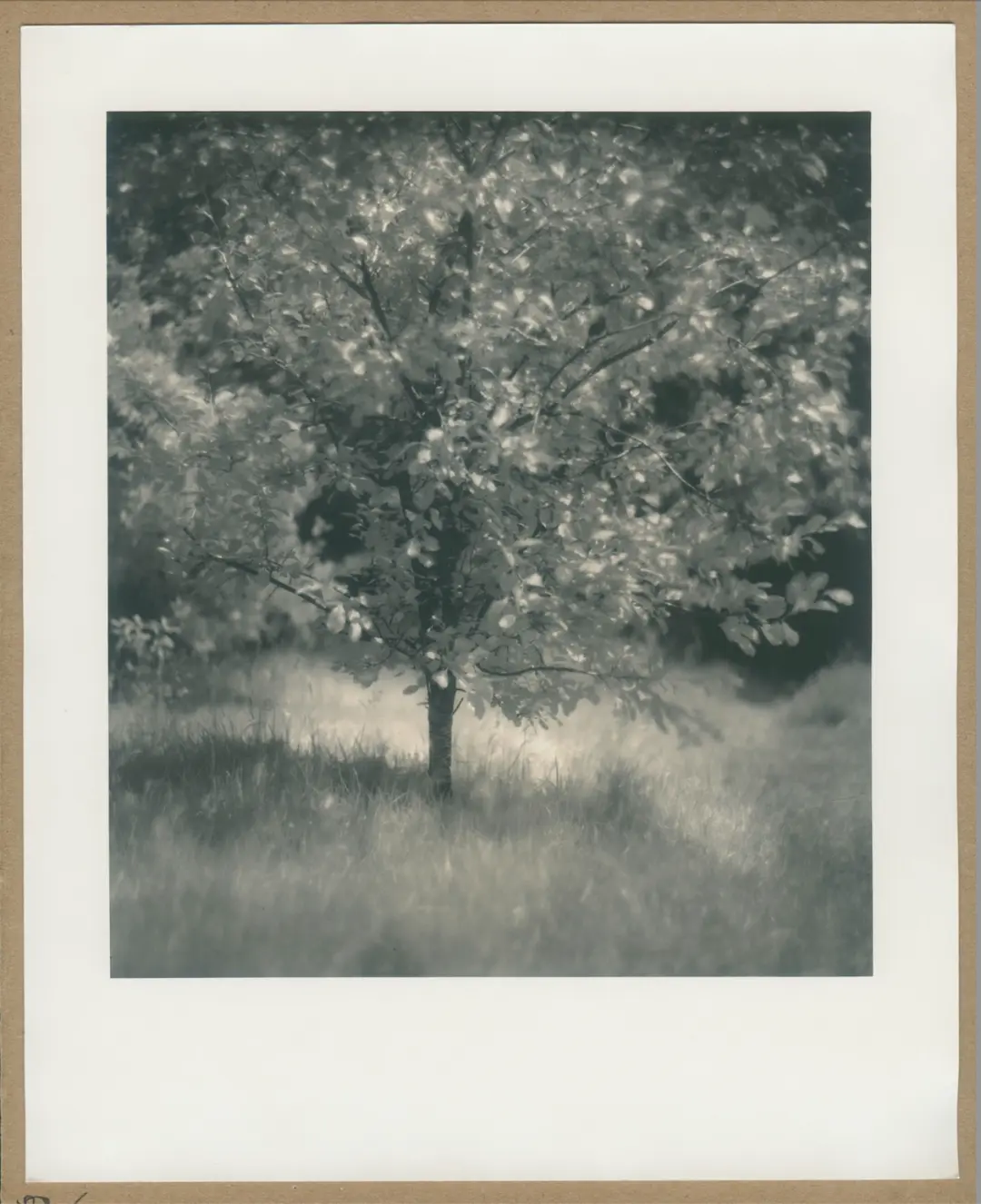 Apple tree in June.