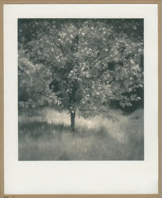 Apple tree in June.
