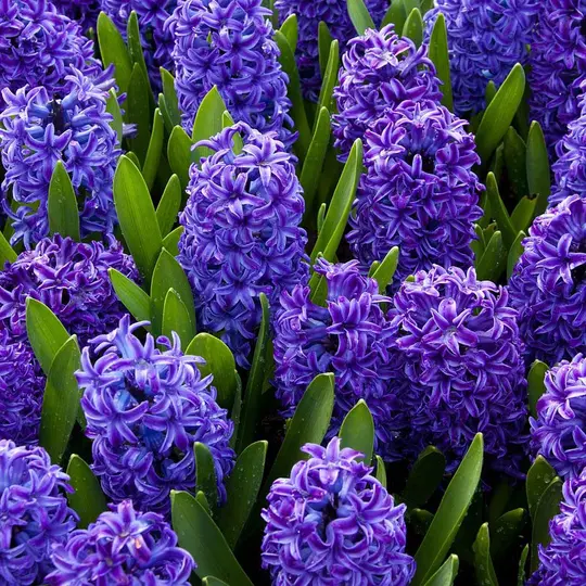 Hyacinth Accord