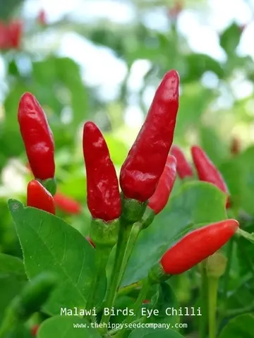 Malawi Birds Eye Chilli