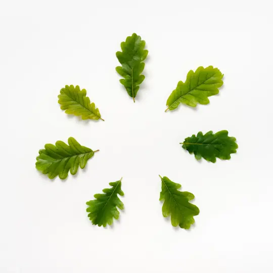 BEUYS' ACORNS (Spring Leaves 7)