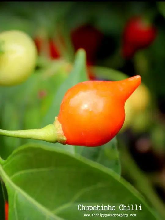 Chupetinho Chilli