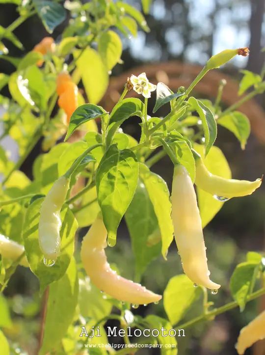 Aji Melocoton