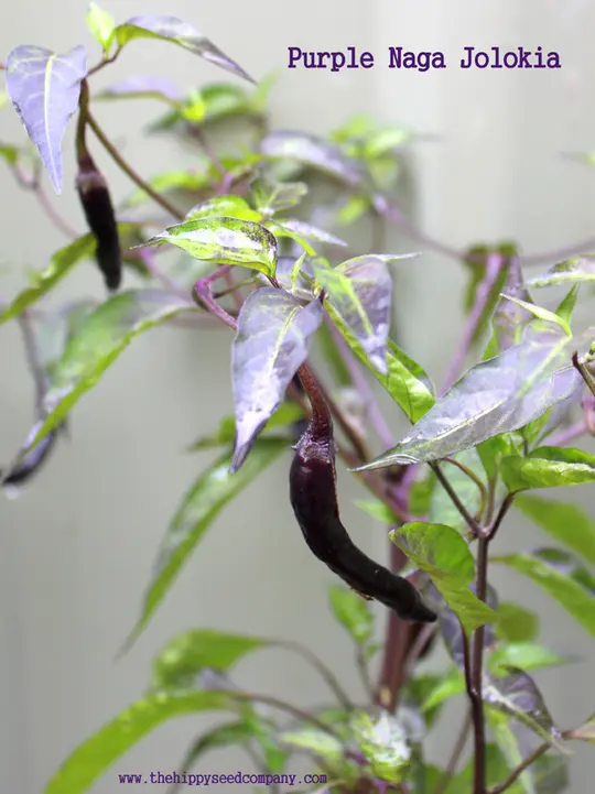 Purple Naga Jolokia