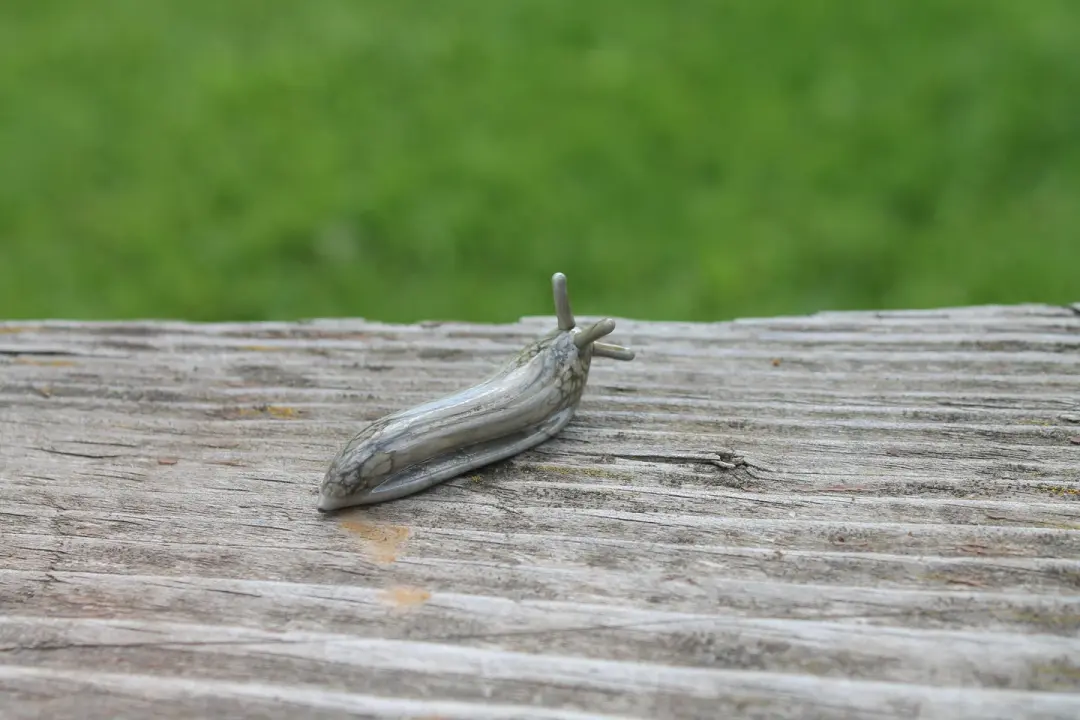 Miniature Glass Slug Figurine In Gray Marble Murano Style