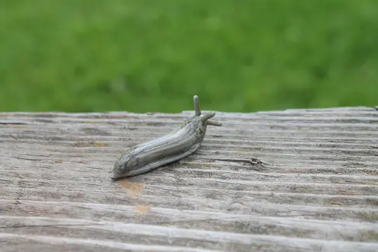 Miniature Glass Slug Figurine In Gray Marble Murano Style