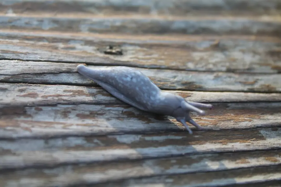 Realistic Handmade Slug Figurine In Speckled Gray Glass