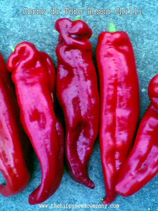 Corno di Toro Rosso Chilli