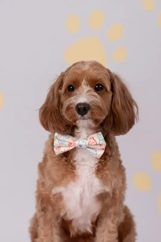 Pet Bow-Tie - Colourful Puppies