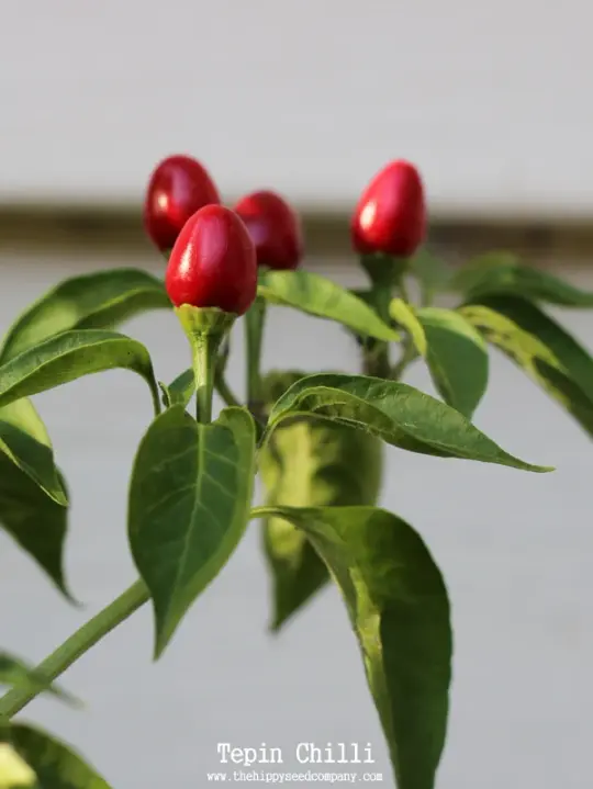 Tepin Chilli