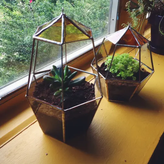 Favus Terrarium - 20% of proceeds go toward invertebrate conservation