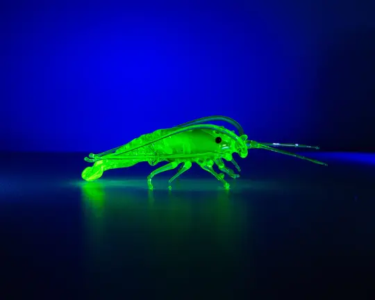 Glowing Uranium Glass Shrimp – Handcrafted Lampwork Miniature, UV Reactive Art
