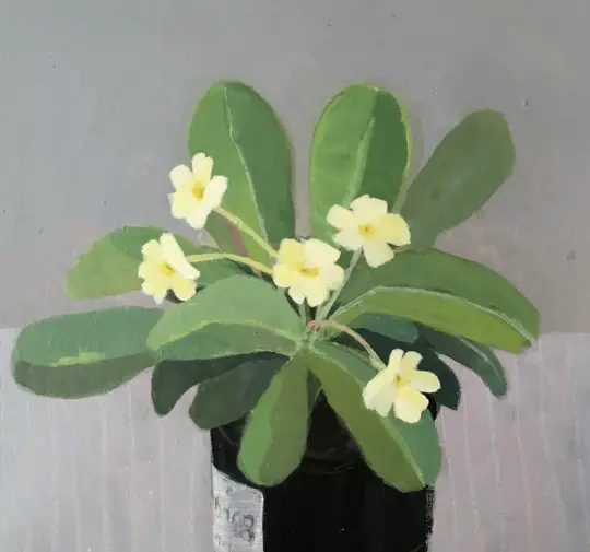 Primrose