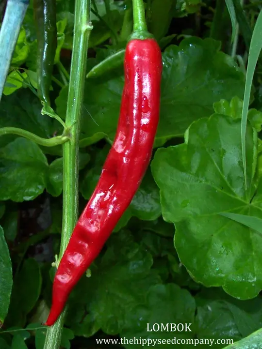 Lombok Chilli