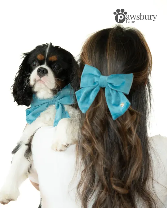 Classic Velvet - Turquoise-  Human Bow Barrette and Pet Bow - Bundle & Save